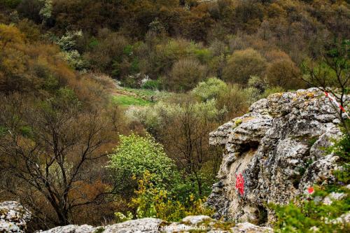 57710749 1196605613851564 7087338243384934400 o